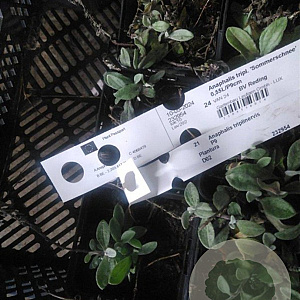 Anaphalis triplinervis GM P9