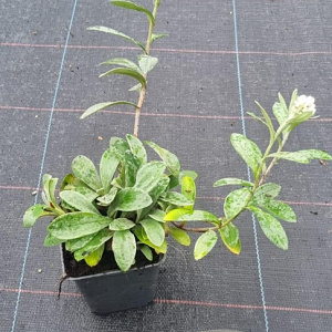 Anaphalis triplinervis GM P9
