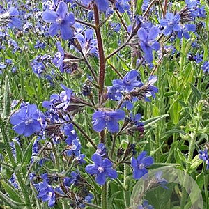 Anchusa azurea GM P9