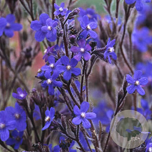 Anchusa azurea 'Dropmore' GM P9