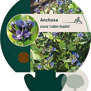 Anchusa azurea 'Loddon Royalist' GM P9