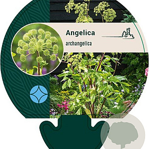 Angelica archangelica GM P9