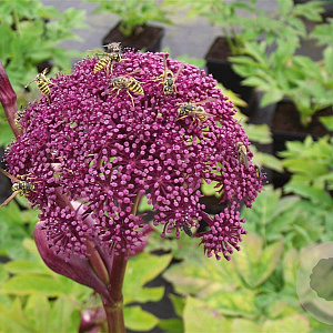 Angelica gigas GM P9