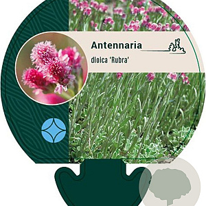 Antennaria dioica 'Rubra' GM P9
