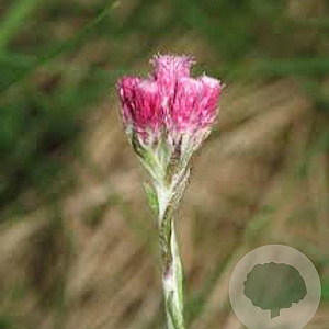 Antennaria dioica 'Rubra' GM P9