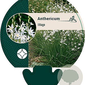 Anthericum liliago GM P9