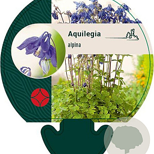 Aquilegia alpina GM P9