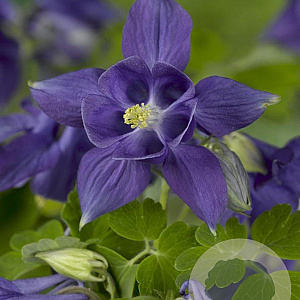 Aquilegia alpina GM P9