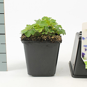 Aquilegia alpina GM P9