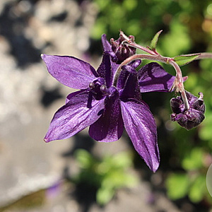 Aquilegia atrata GM P9