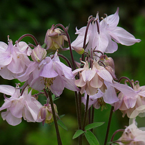 Aquilegia 'Biedermeier' GM P9