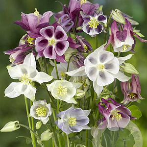 Aquilegia 'Biedermeier' GM P9