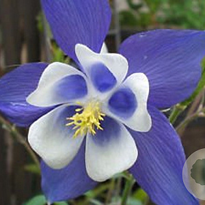 Aquilegia caerulea GM P9