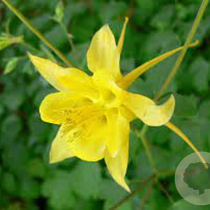 Aquilegia chrysantha GM P9
