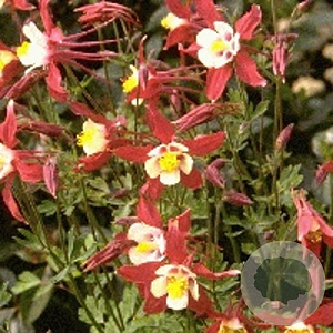 Aquilegia 'Crimson Star' GM P9