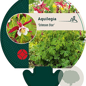 Aquilegia 'Crimson Star' GM P9