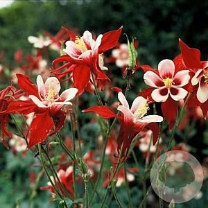 Aquilegia Dragonfly Hybrids GM P9