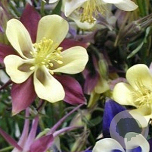 Aquilegia McKana Hybrids GM P9