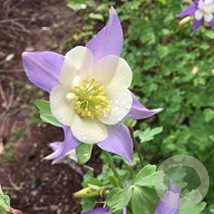 Aquilegia Mrs Scott Elliott Hybrids GM P9