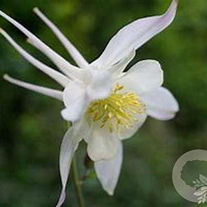 Aquilegia 'Silver Queen' GM P9