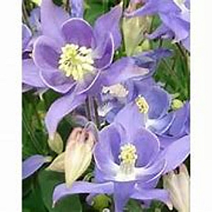 Aquilegia 'Sky Blue' GM P9