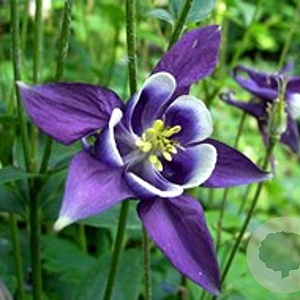 Aquilegia vulgaris GM P9
