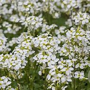 Arabis caucasica GM P9