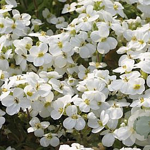 Arabis caucas. 'Schneehaube' GM P9