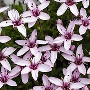 Arenaria purpurascens GM P9