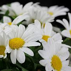 Argyranthemum frutescens GM P9