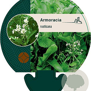 Armoracia rusticana GM P9