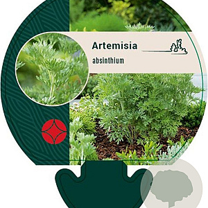 Artemisia absinthium GM P9