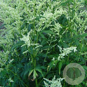 Artemisia lactiflora GM P9