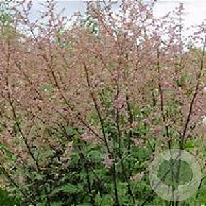 Artemisia lactiflora 'Rosaschleier' GM P9