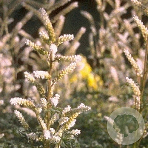 Aruncus aethusifolius GM P9