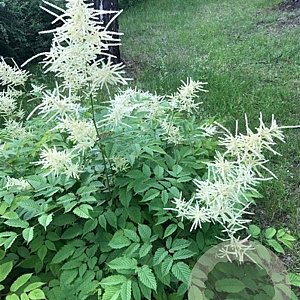Aruncus dioicus GM P9
