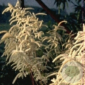 Aruncus dioicus GM P9
