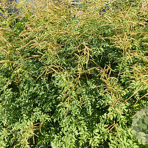 Aruncus dioicus 'Kneiffii' GM P9