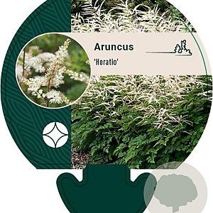Aruncus 'Horatio' GM P9