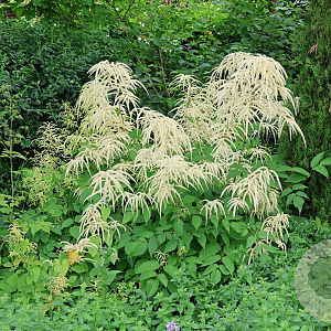 Aruncus sinensis 'Zweiweltenkind' GM P9