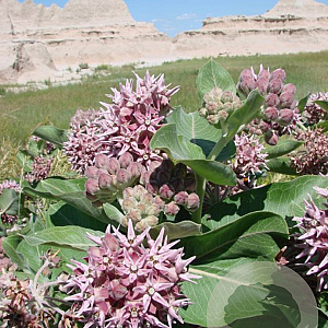 Asclepias speciosa GM P9