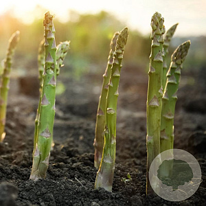 Asparagus officinalis GM P9