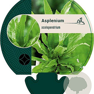 Asplenium scolopendrium GM P9