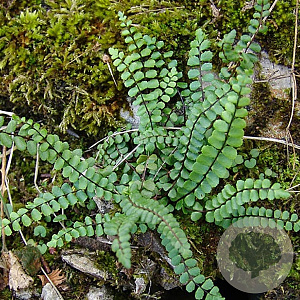 Asplenium trichomanes GM P9