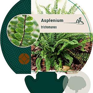 Asplenium trichomanes GM P9