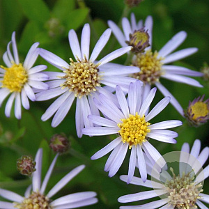 Aster ageratoides 'Adustus Nanus' GM P9
