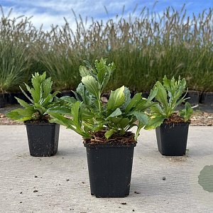 Aster ageratoides 'Ashvi' GM P9