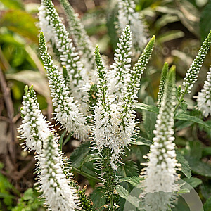 Veronica longif. 'White Jolanda' GM P9