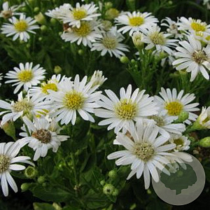 Aster ageratoides 'Starshine' GM P9