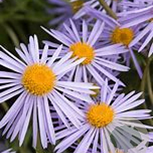 Aster alpellus 'Triumph' GM P9